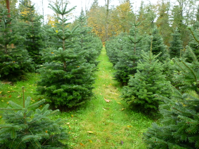 Grand Fir Trees