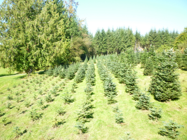 Growing Christmas Trees