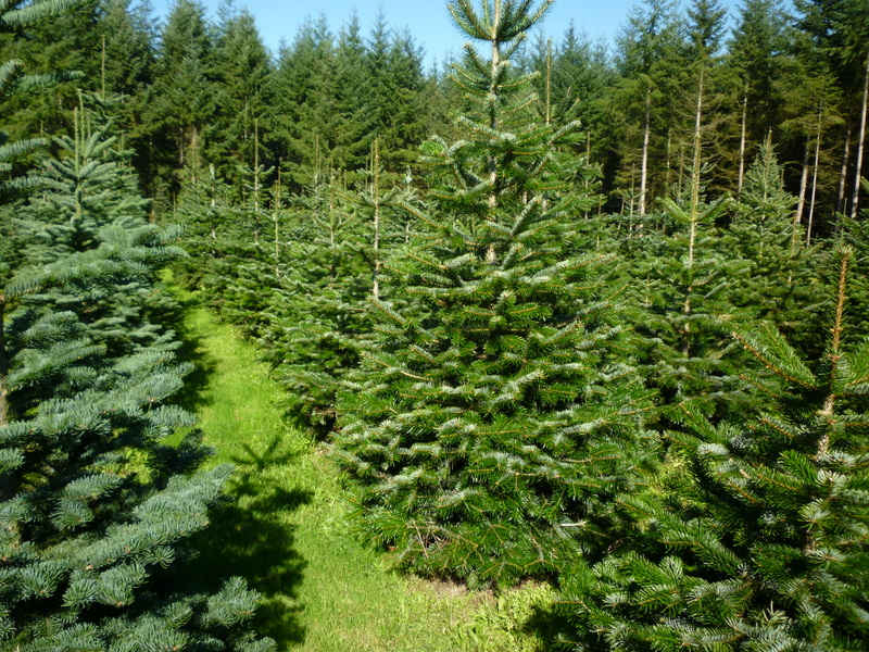 Noble Fir Trees