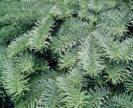 Noble Fir