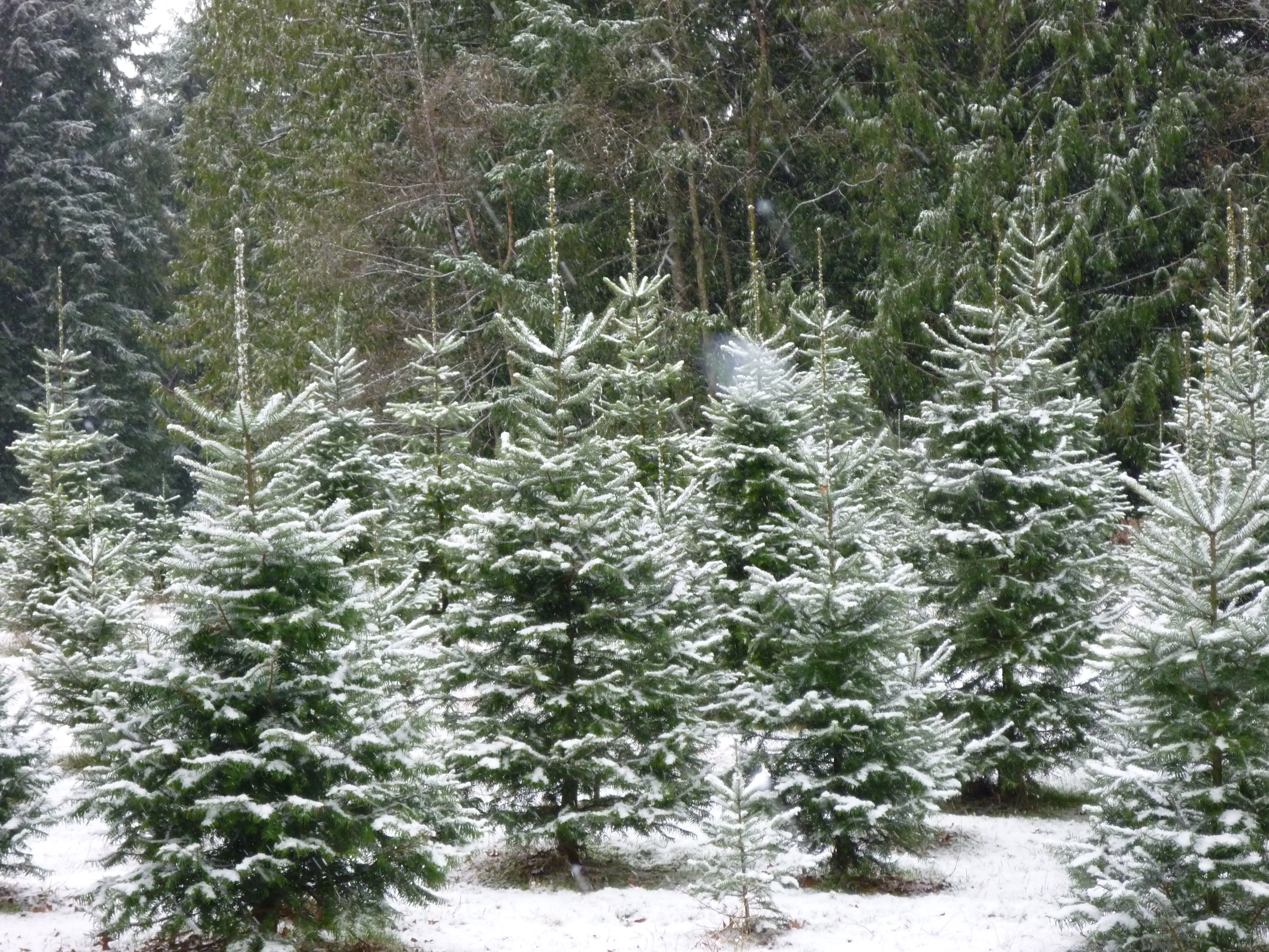 Snowy Christmas Trees