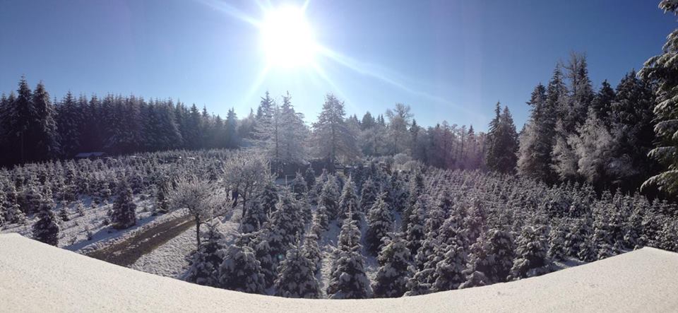 Sunny Christmas Trees