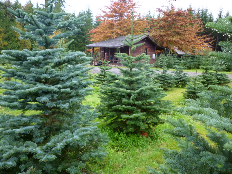 Christmas Tree with Dew